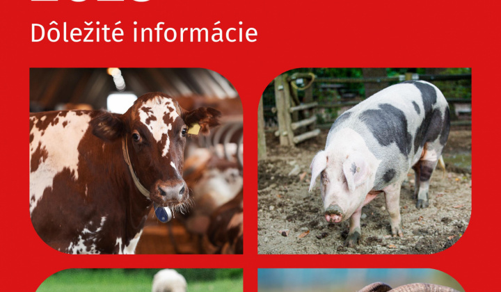1. fotografia fotogalérie Slintačka a krívačka 2025 - dôležité informácie - foto