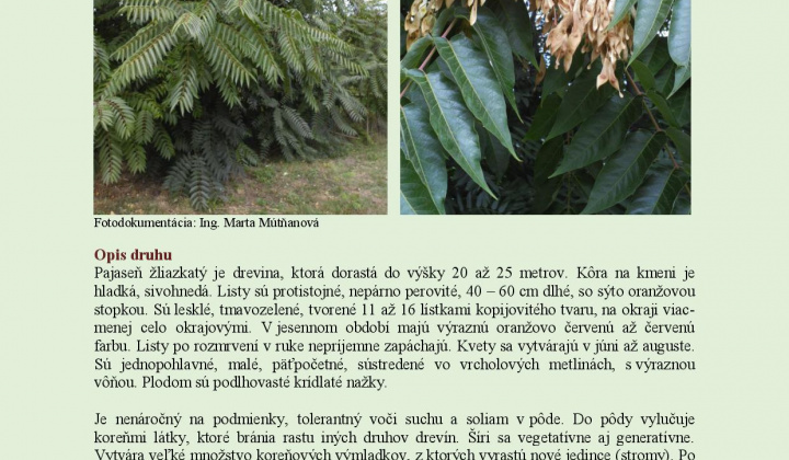 3. fotografia fotogalérie Upozornenie na výskyt invazívneho nepôvodného druhu - foto