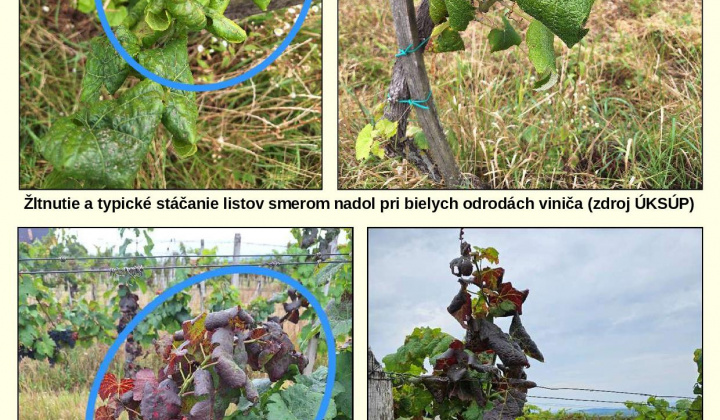 5. fotografia fotogalérie Zlaté žltnutie viniča - upozornenie