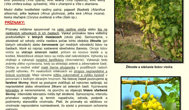 8. fotografia fotogalérie Zlaté žltnutie viniča - upozornenie