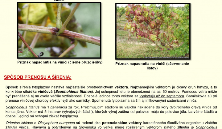 9. fotografia fotogalérie Zlaté žltnutie viniča - upozornenie